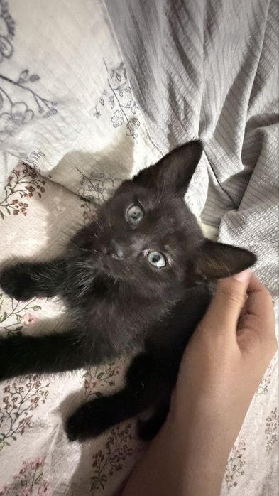 Отдам даром котенка