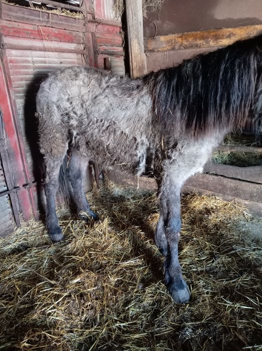 Продам тай с откорма