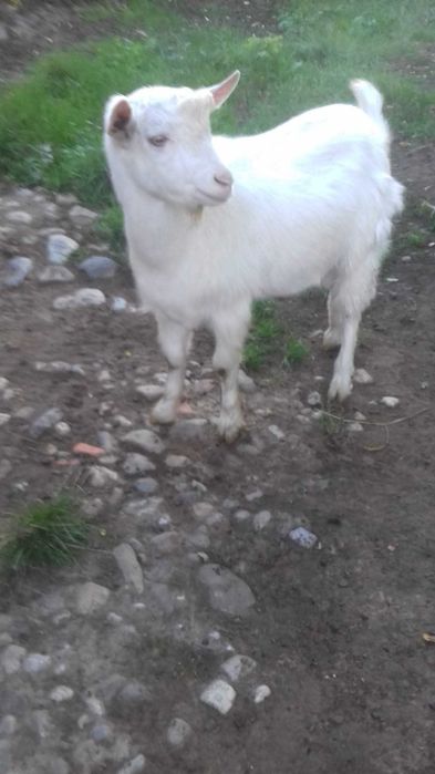 Țapi de vânzare - 8 luni - 38 kg - 380 lei bucata - Detalii la telefon