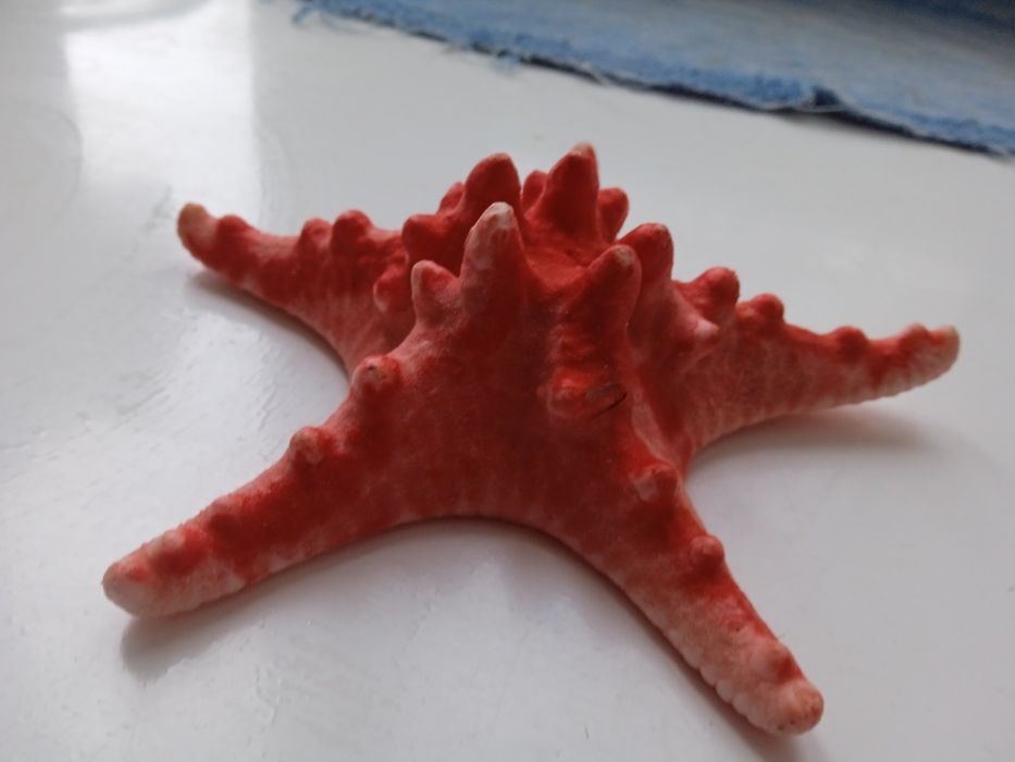 Морская звезда красная