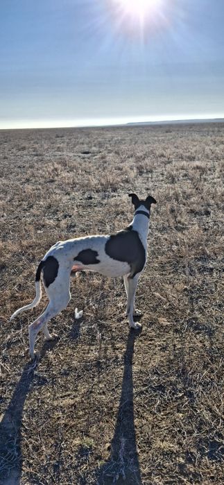 Хортый 4 жасар..