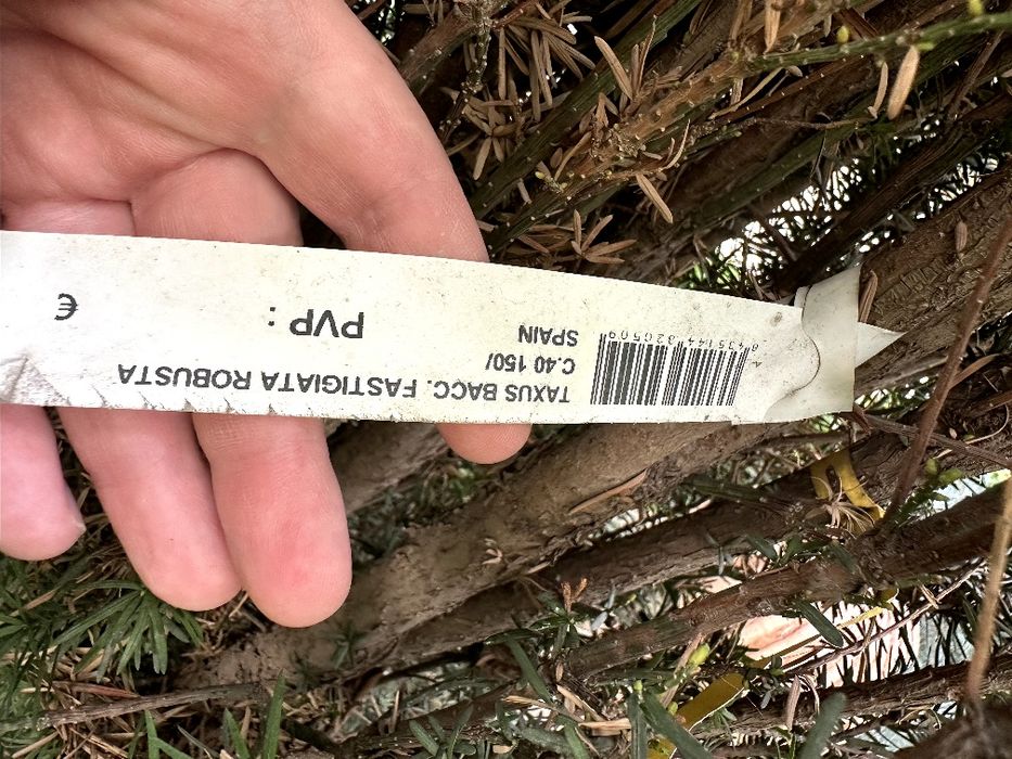 Тис. Высота 2,50 метр. Испания.