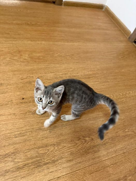 Котенок британец без документов