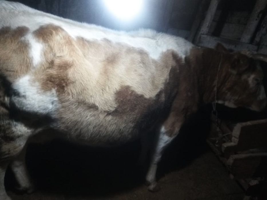 Продам корову с теленком