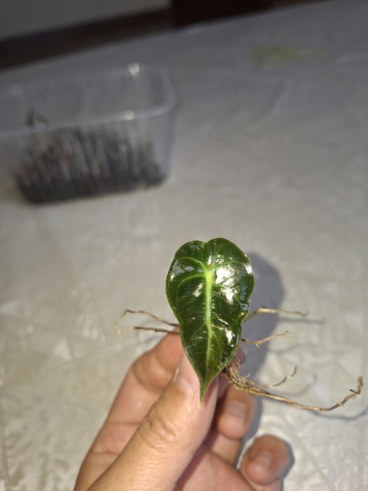 Комнатный растения