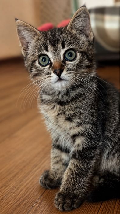 Самый милый котенок