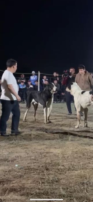 Продам кобелья супертяжа 80+