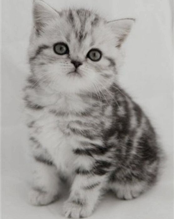 Котята  ОчаРоваШки шОтлАндСкиЕ