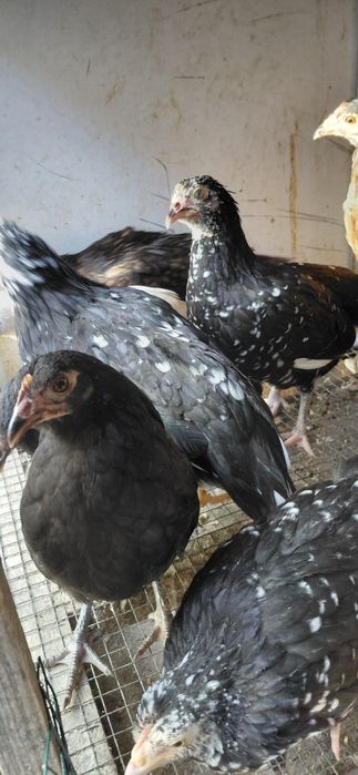 Gaini si cocosi americani