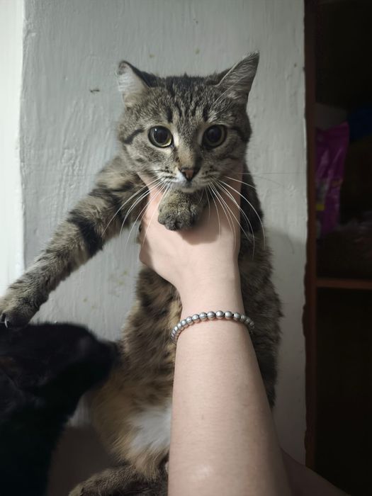 Кошки в добрые руки