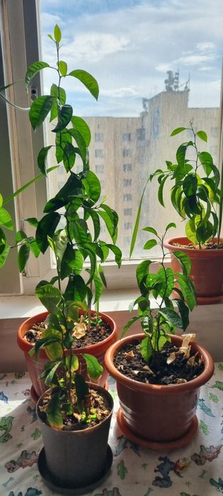 Лимонное дерево и финиковая пальма