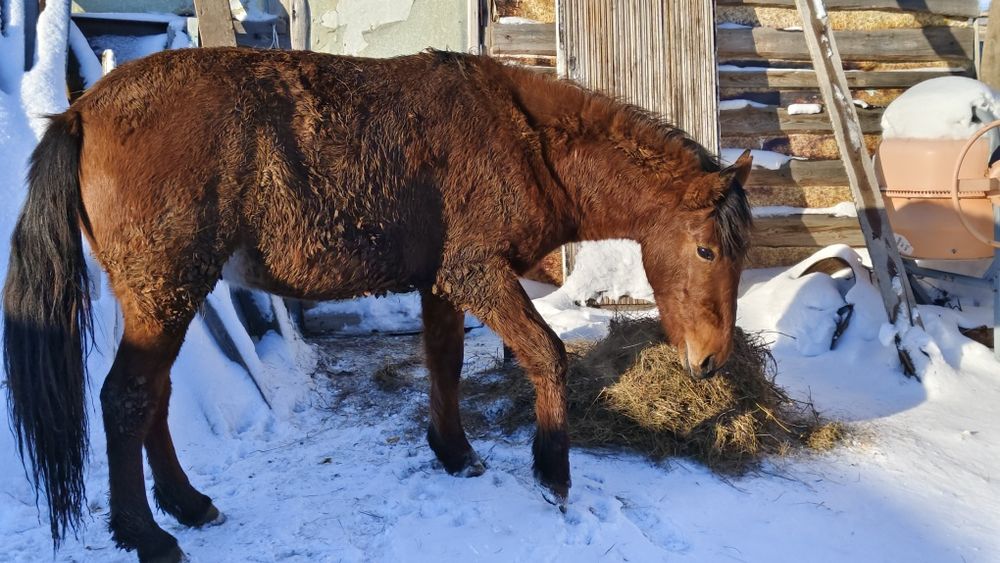Продам коня на откорме