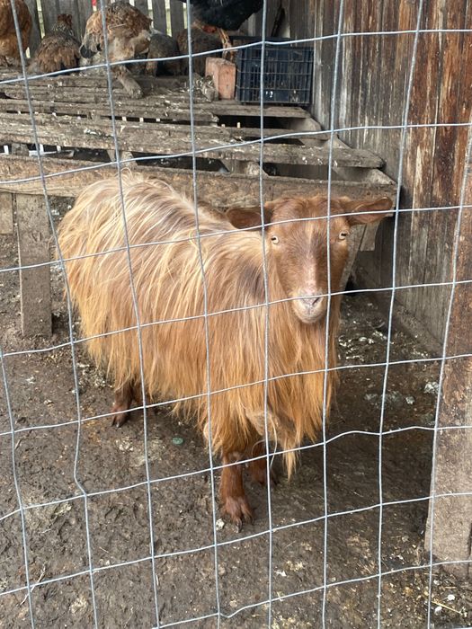 Vând capre la gramada