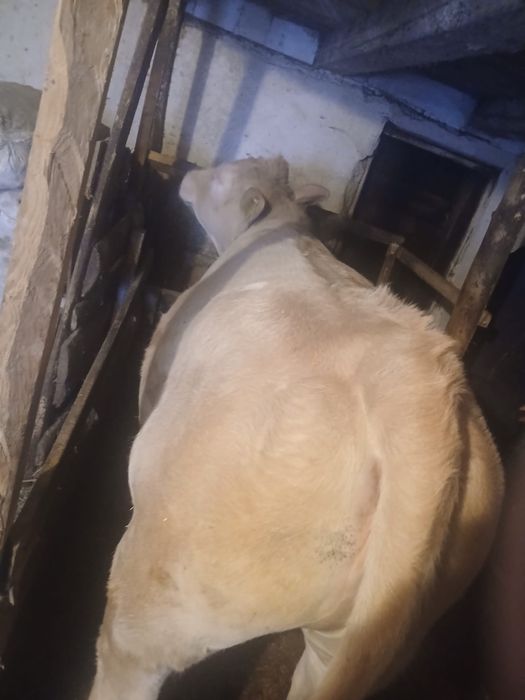 Vănd vițea charolaise