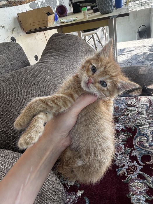 отдам 4 котят в добрые руки