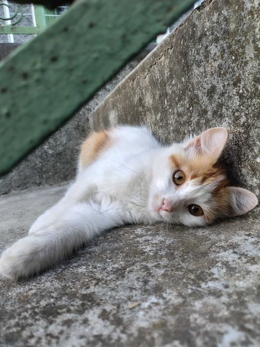 Подарявам дворни котенца