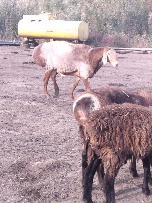 Қошқар гисар үш жаста