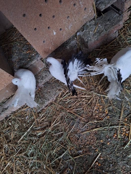 Porumbei rotati coada roata