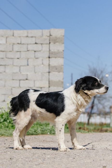 Бим ищет дом и семью!