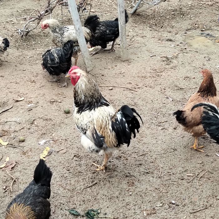 Қораздар сатылады