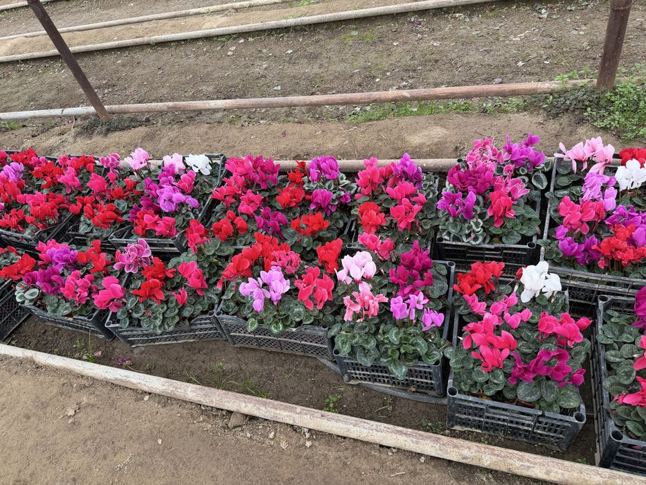 Цветы оптом разные