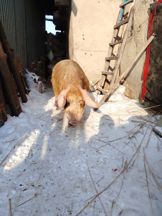 Продам 2-х годовалого кобана хряк