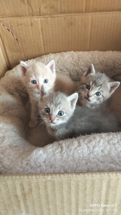 Отдам даром котят
