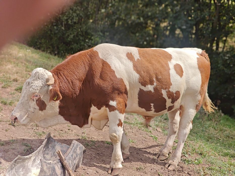 Vând taur bălțat