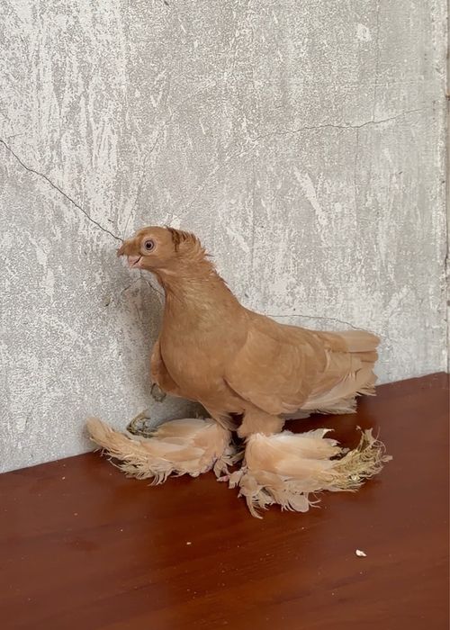 Продается голуби