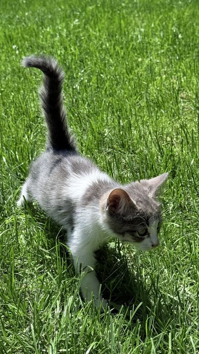 Котенок ищет дом срочно!!