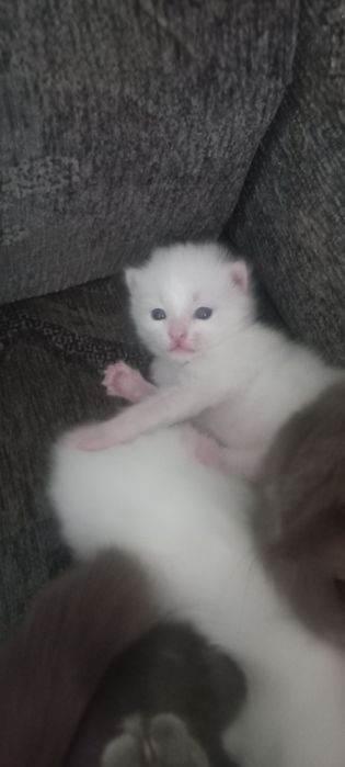 Продаётся котенок девочка