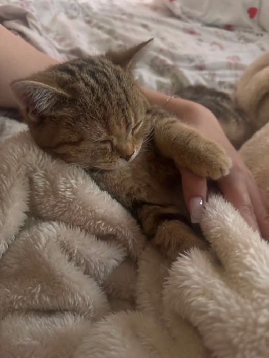 Продаётся шотландский котёнок, 4 месяца.