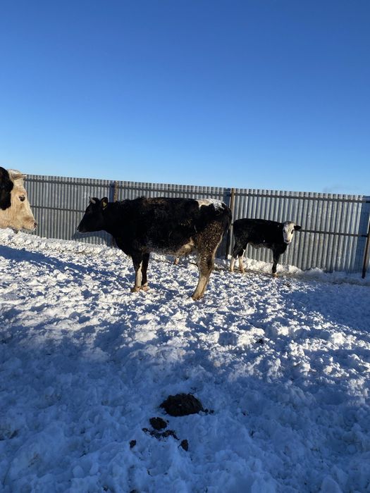 Россия дан Кора Ола 4-5-6 ойлик бугоз Гуножинлар 2 ёшарликлар