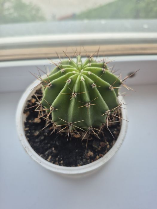 Замиокулькас. Доллоровое дерево