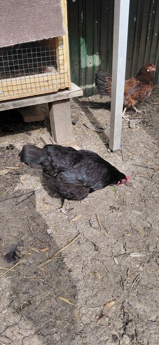Cocosi americani si gaini  pitice