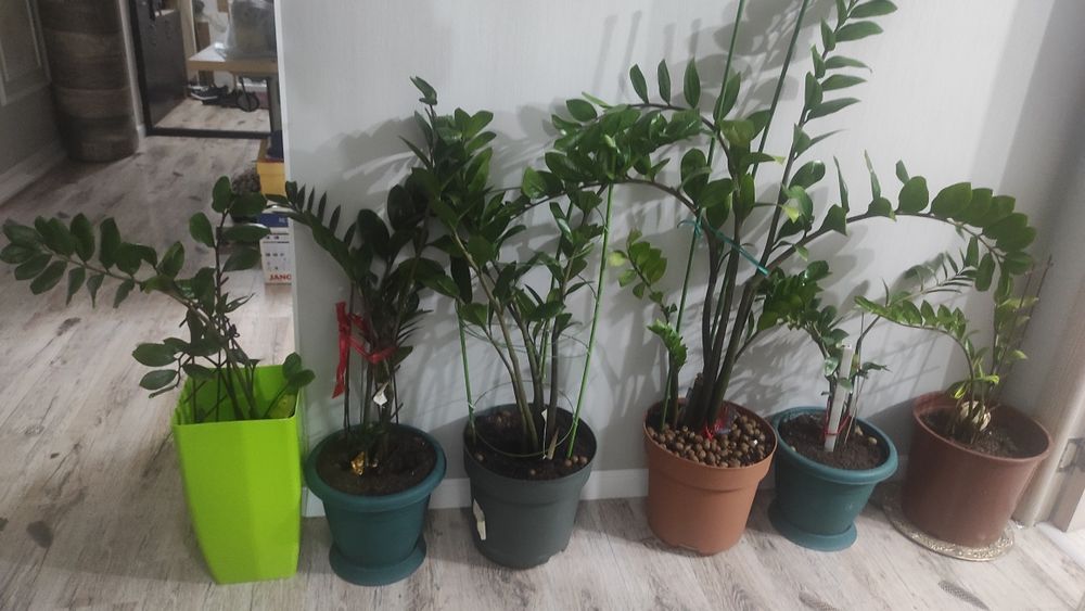 Продам растения Замиокулькас долларовое дерево