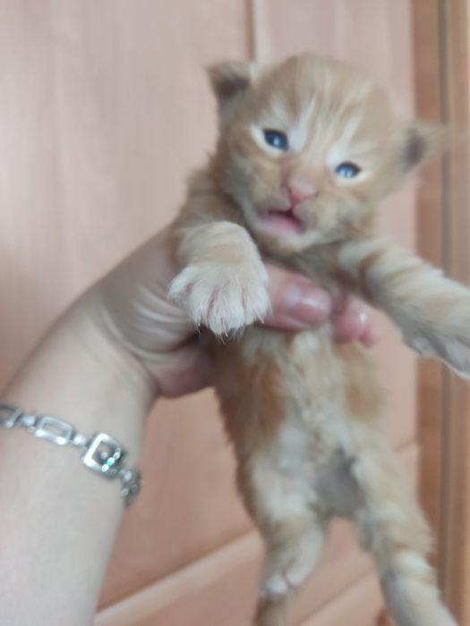 Продам котят породы Мейн-кун