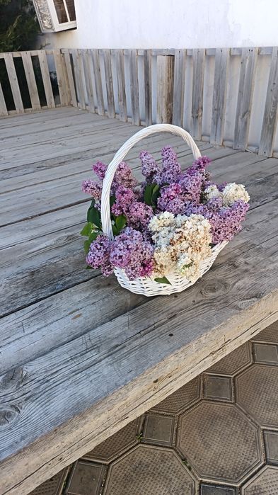 Сирень сатылады номер