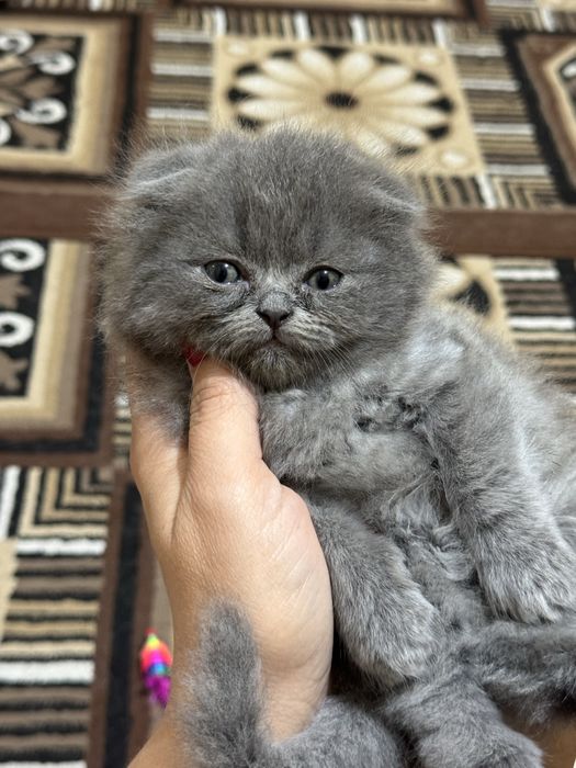 Продаем породистых кошечек