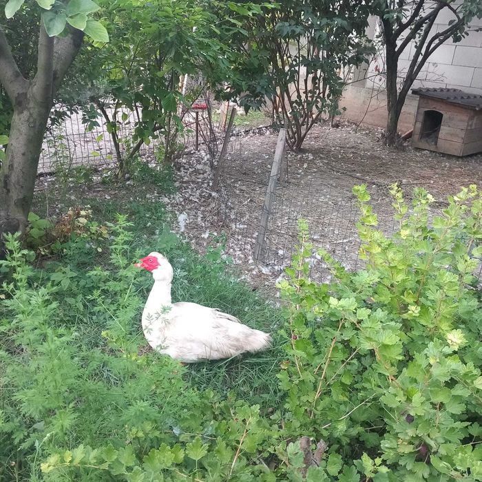 Vand boboci rate leseti talie mare