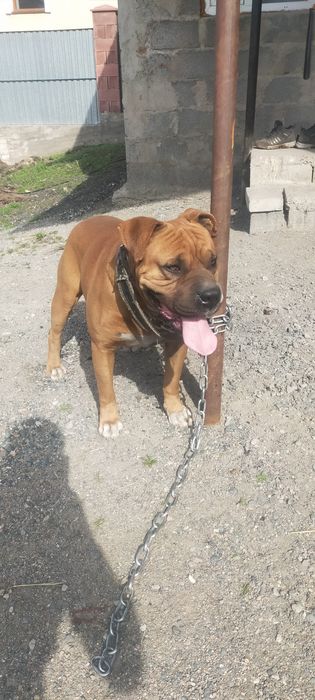 Продам баксера кобель два года