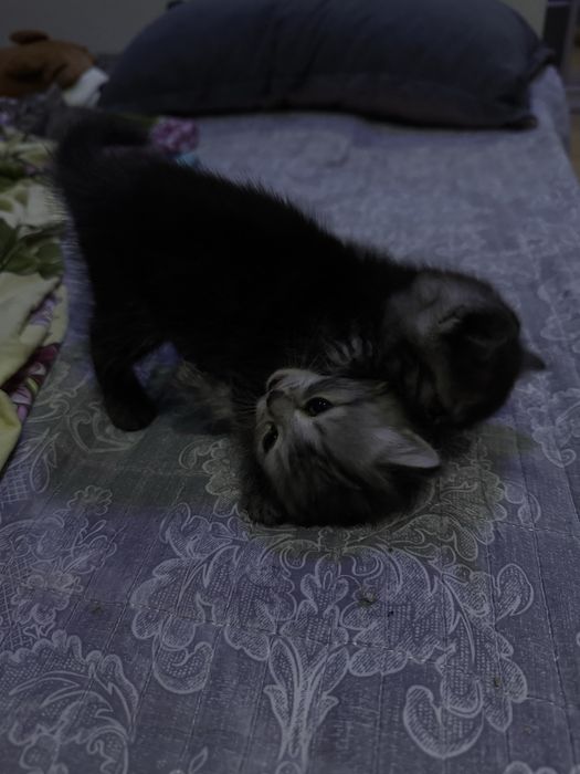 Отдам котят в добрые руки