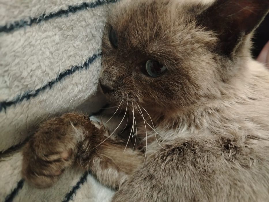 Заберите сиамочку, оплачу стерилизацию