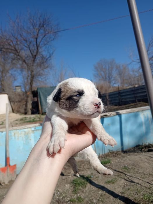 Щенки спаниель и лайка