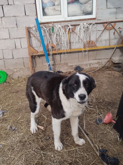 Продам сучку алабай