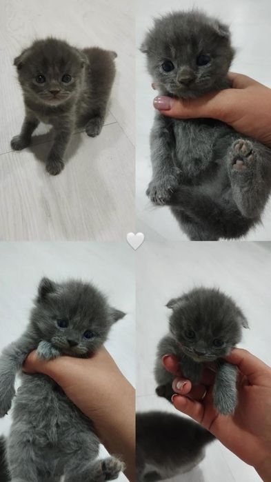 Scottish fold mushukchalar
