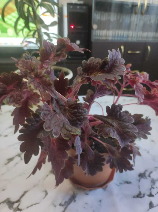 Комнатные растения