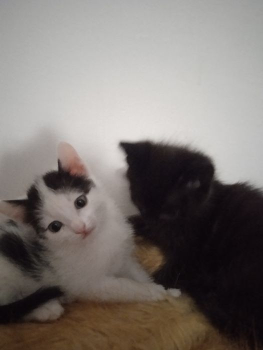 Отдам котят в хорошие руки