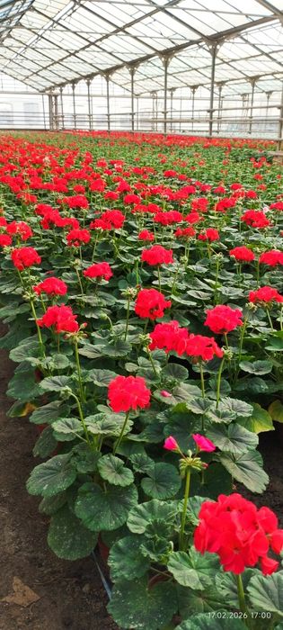 Продам цветы комнатные и садовые