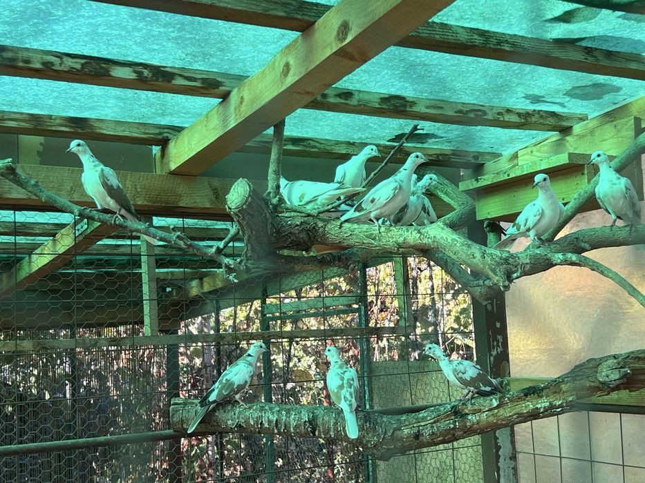 Vand Turturele Razatoare